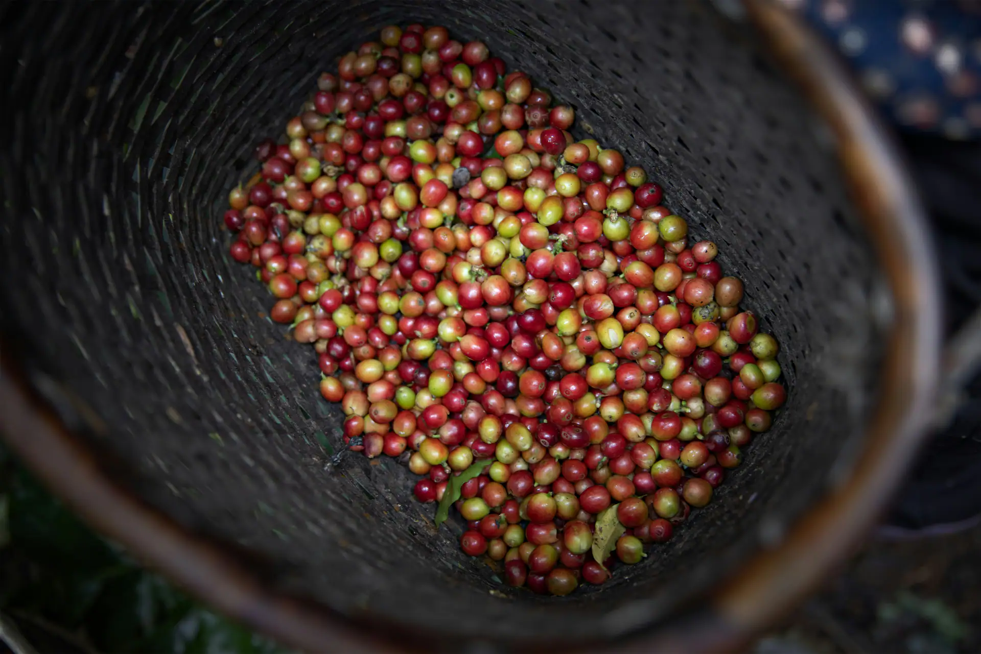 Hand-picking ripe red cherries during harvest