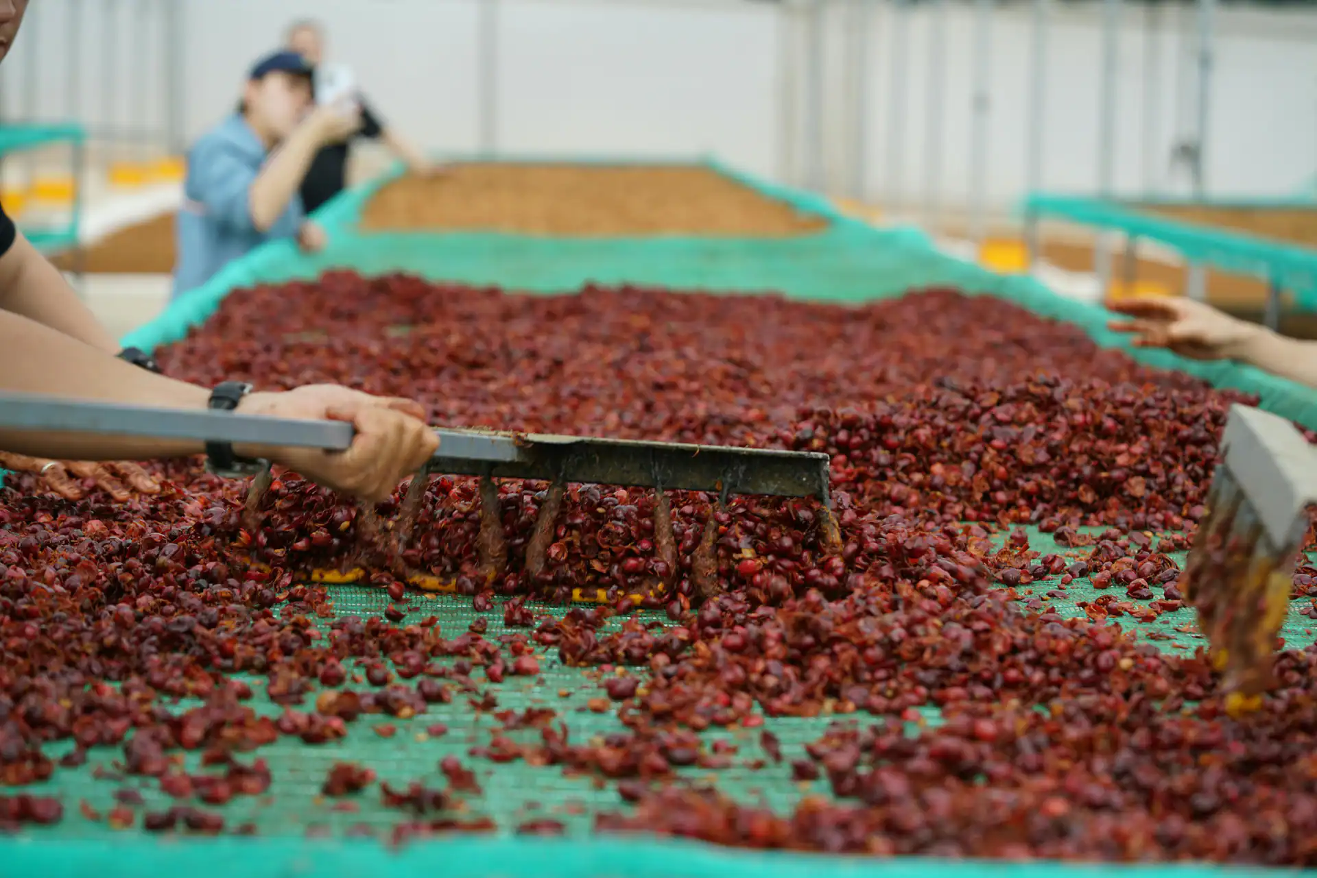 Coffee parchment in fermentation tanks