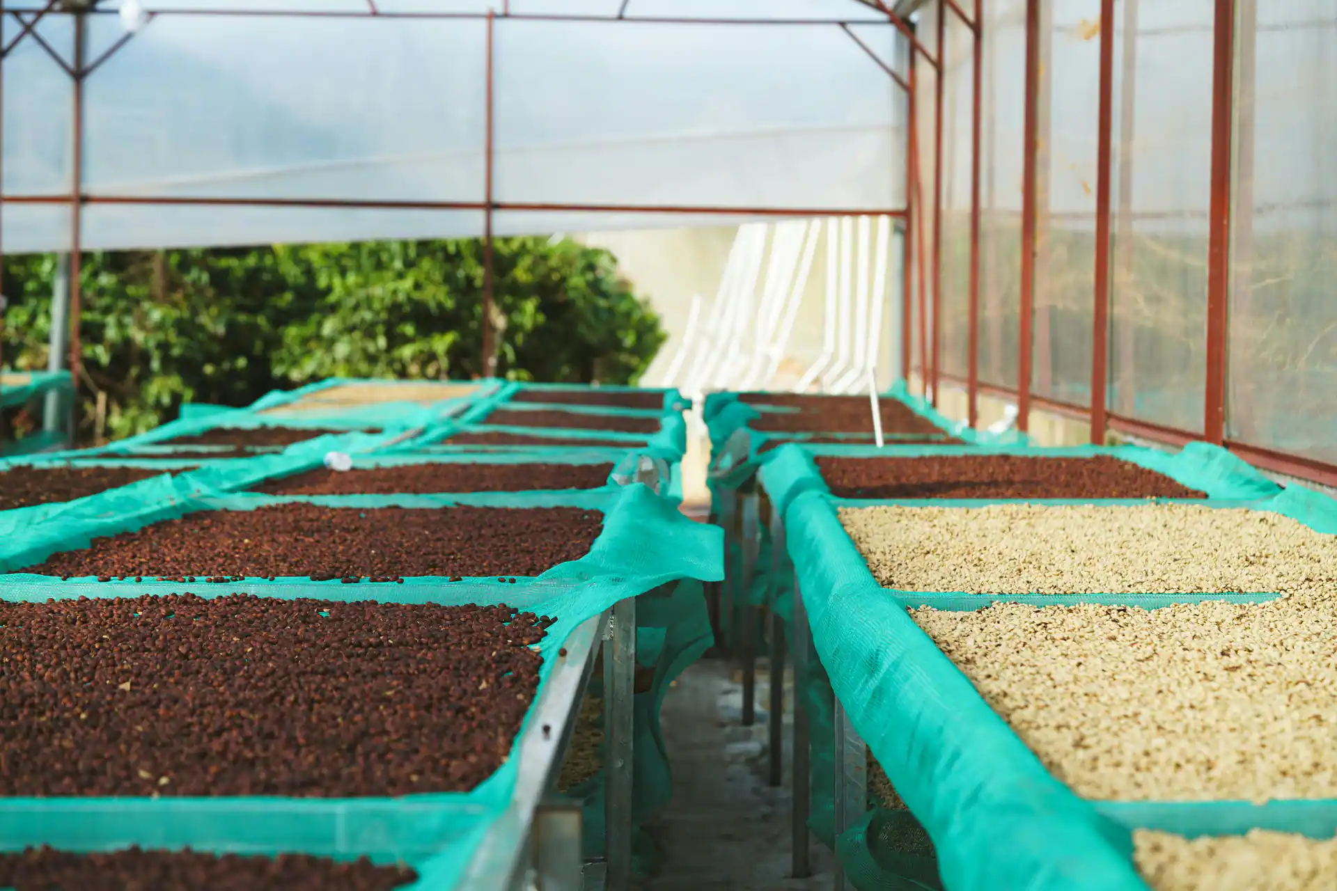 Coffee parchment drying on raised African beds