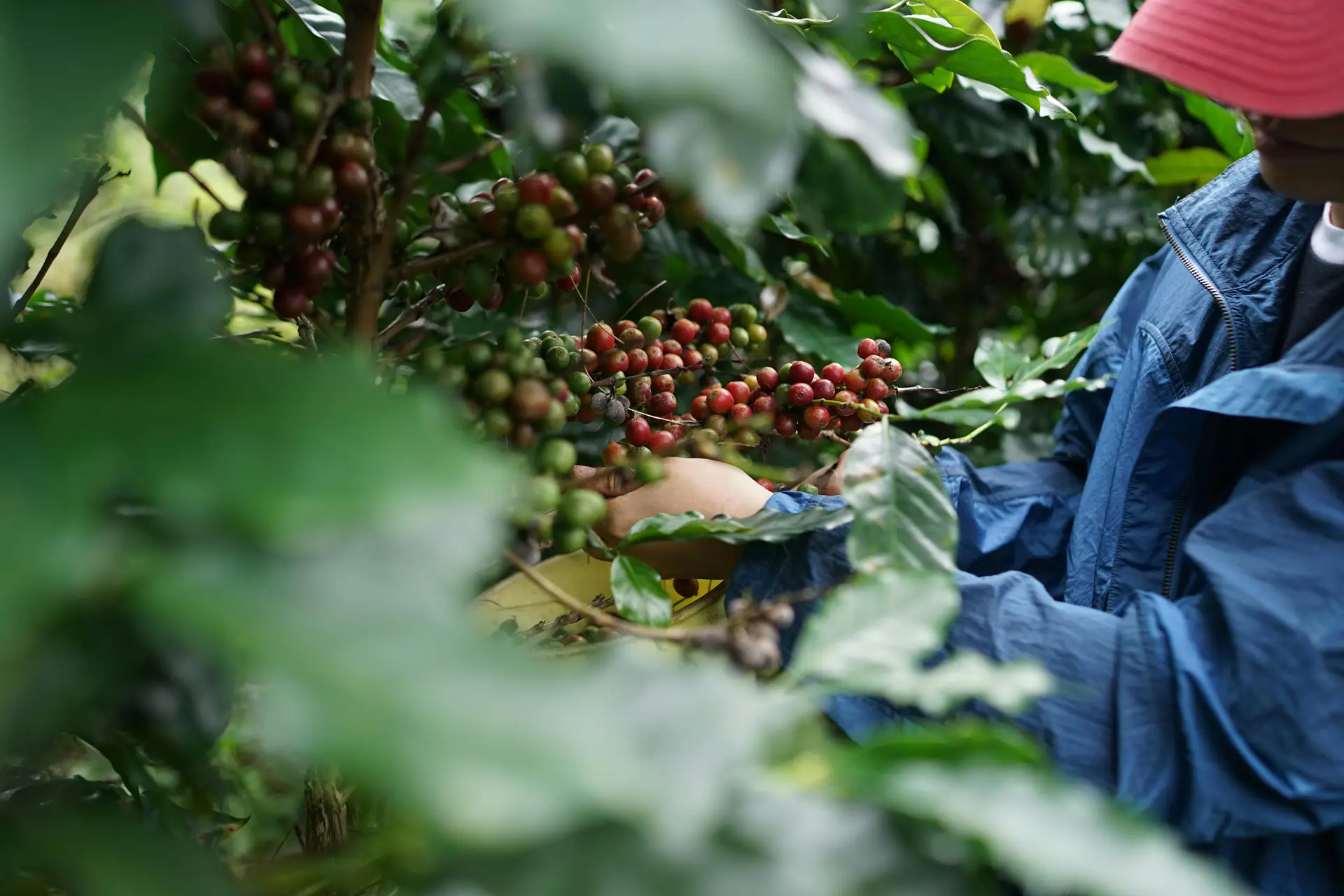 Hand-picking ripe coffee cherries during harvest